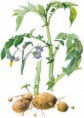 Lilek brambor (Solanum tuberosum)